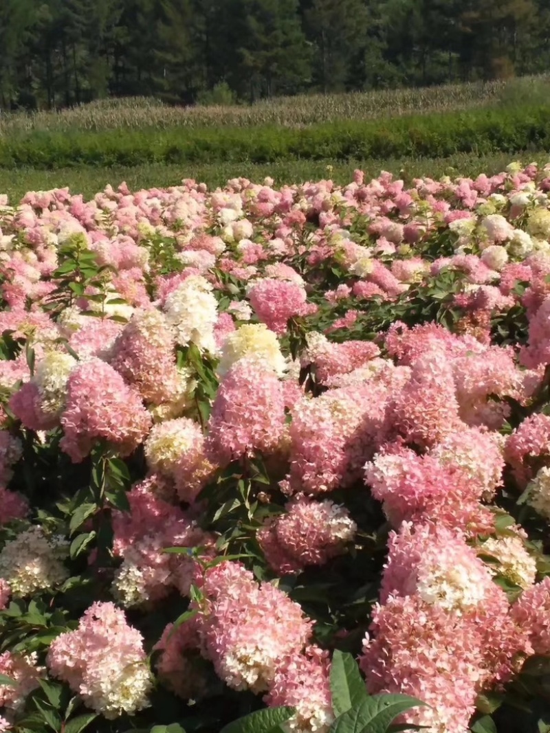 木绣球圆锥绣球绣球花规格齐全价格合理