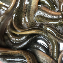 台湾泥鳅鱼苗，新品种，快大型品种，提供技术送货上门