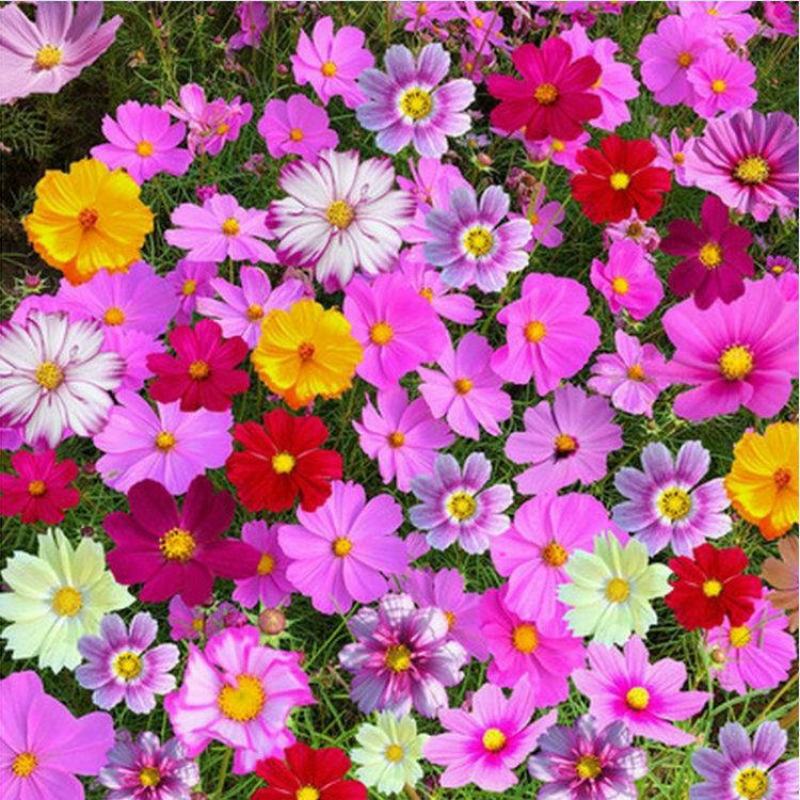 波斯菊种子，格桑花种子景赏花海绿化庭院易种易活花籽花种子