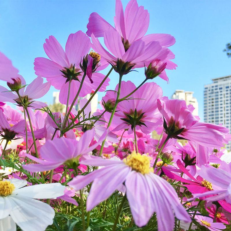 波斯菊种子，格桑花种子景赏花海绿化庭院易种易活花籽花种子