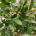 蓝莓树苗盆栽地栽当年结果耐寒耐旱南方北方种植庭院四季果树