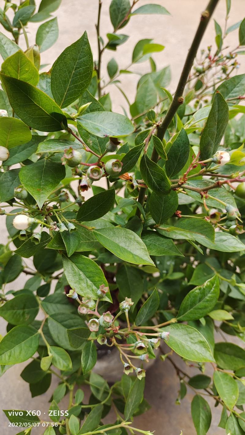 蓝莓树苗盆栽地栽当年结果耐寒耐旱南方北方种植庭院四季果树