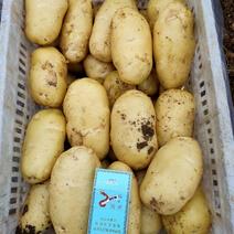土豆，山东济南市平阴县出售荷兰十五土豆，量大从优欢迎洽谈