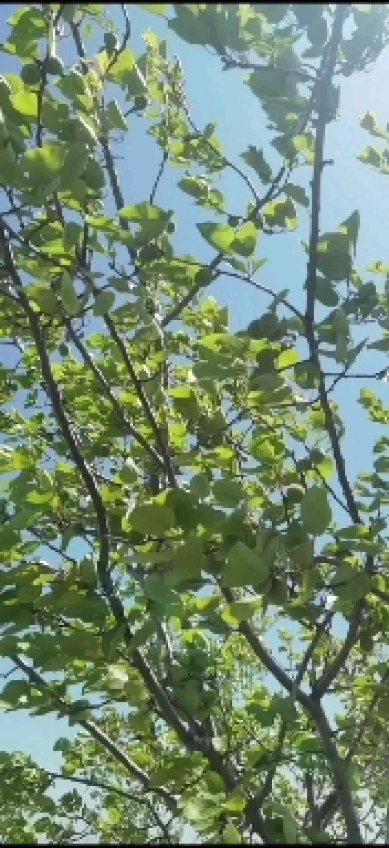【杏】“清涧山地红梅杏”十万亩基地现摘现发酸甜可口