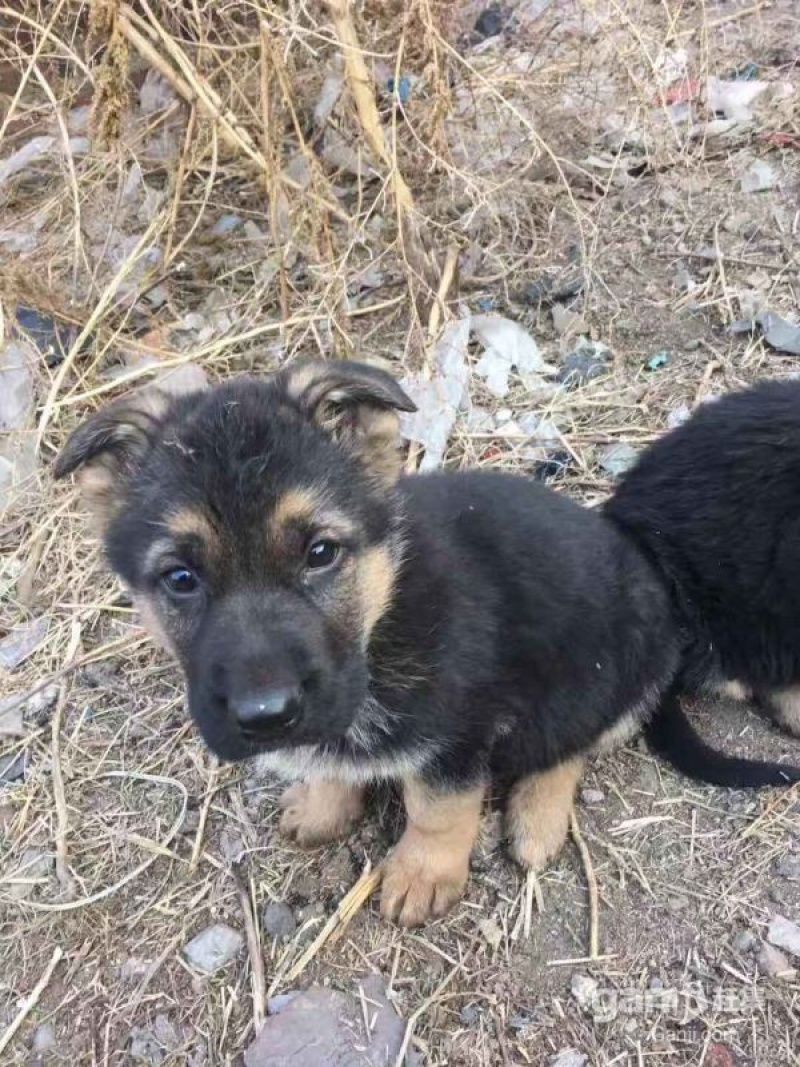 德牧幼犬纯种德国黑背狼狗警犬弓背德大型犬在线订购