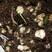 毛慈菇种苗也叫山芋头，长白山脉生长的，成活率好。