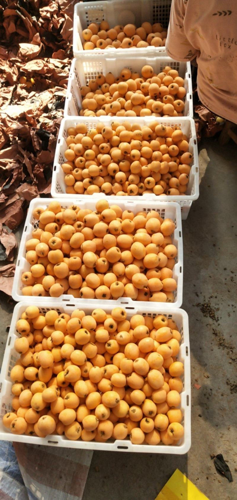 高山优质五星大琵琶，品质有保证，价格便宜。