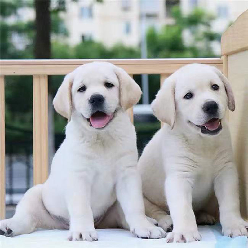 纯种拉布拉多幼犬高智商导盲犬中大型合体宠物