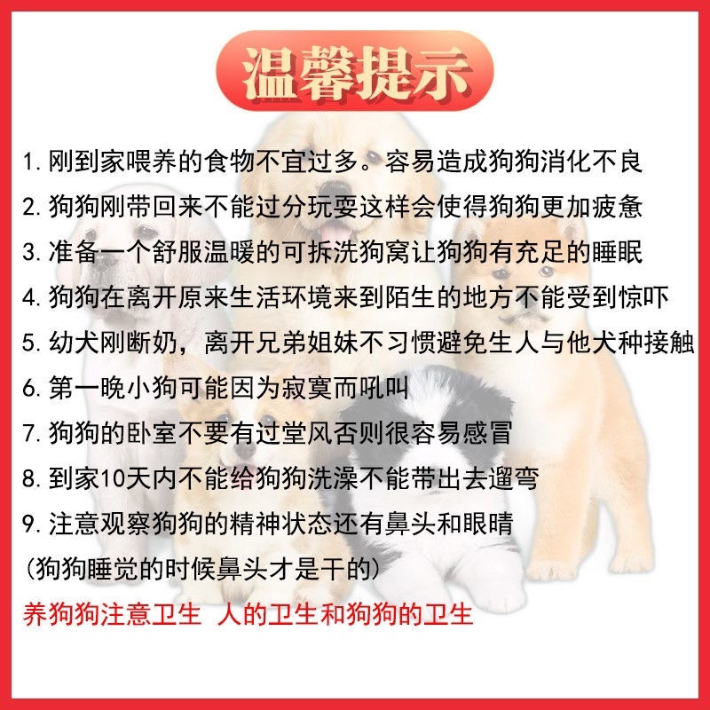 纯种拉布拉多幼犬高智商导盲犬中大型合体宠物