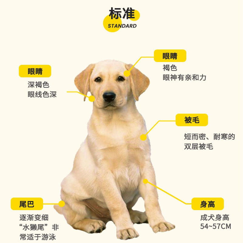 纯种拉布拉多幼犬高智商导盲犬中大型合体宠物