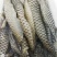鱼皮凉拌干冰鱼皮炸鱼皮食用水产新鲜冷冻海鲜鱼皮自助餐食材