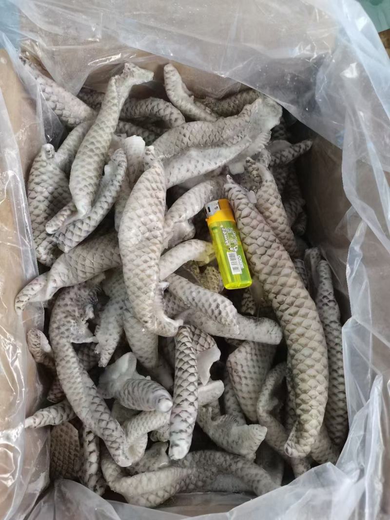 鱼皮凉拌干冰鱼皮炸鱼皮食用水产新鲜冷冻海鲜鱼皮自助餐食材