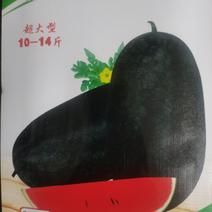黑美人西瓜种子：广东富宇公司大果型；甜度高：肉质非常爽嫩