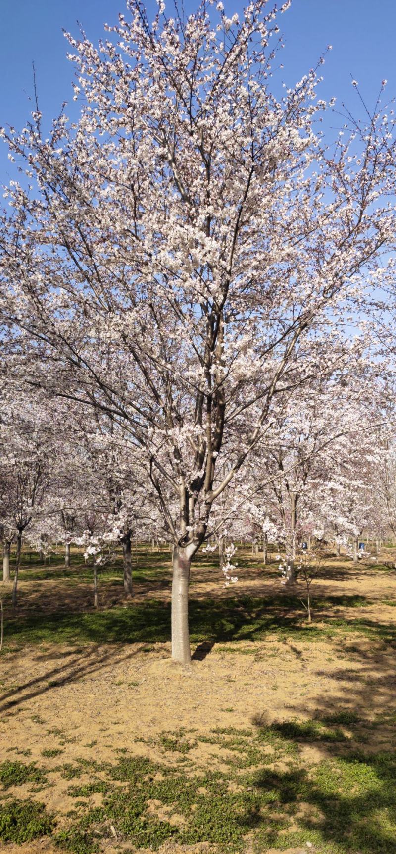 樱花，染井吉野樱花大量供应，规格齐全，质量上乘，欢迎采购