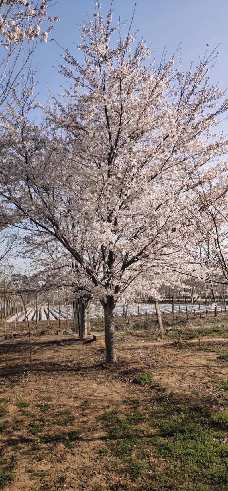 樱花，染井吉野樱花大量供应，规格齐全，质量上乘，欢迎采购