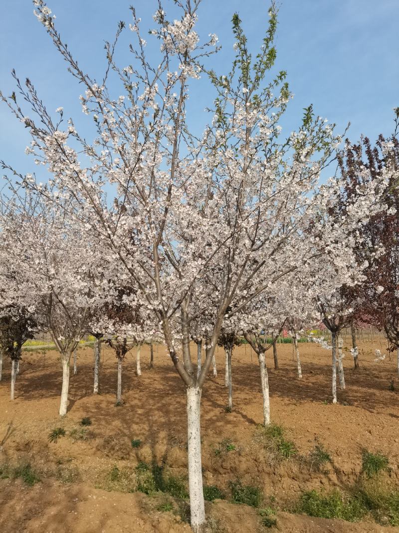 樱花，染井吉野樱花大量供应，规格齐全，质量上乘，欢迎采购