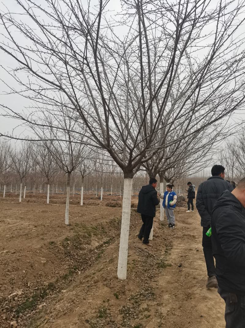 樱花，染井吉野樱花大量供应，规格齐全，质量上乘，欢迎采购