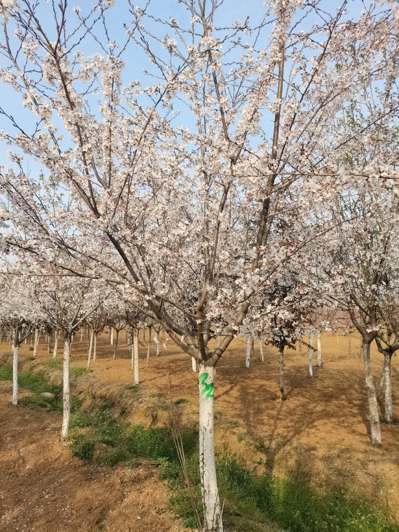 樱花，染井吉野樱花大量供应，规格齐全，质量上乘，欢迎采购