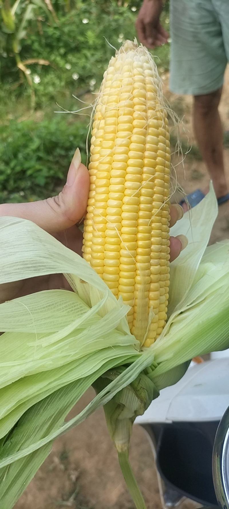 湛江鲜玉米太阳花～甜玉米