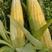 湛江鲜玉米太阳花～甜玉米