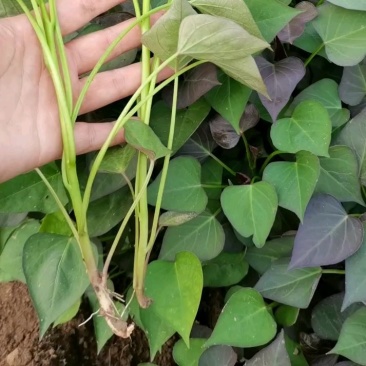 石家庄藁城大量出售红薯苗龙属九西瓜红商薯19量大从优