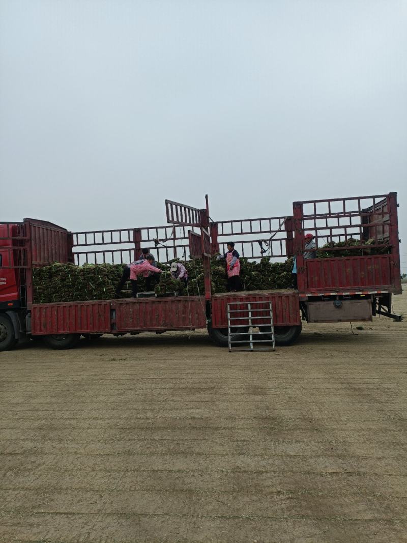 四季青草坪价格泰安草坪种植基地真草皮