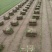 四季青草坪价格泰安草坪种植基地真草皮