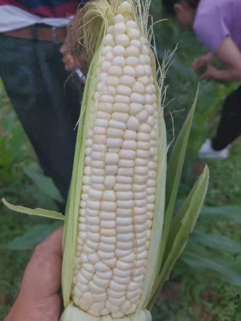甜糯玉米