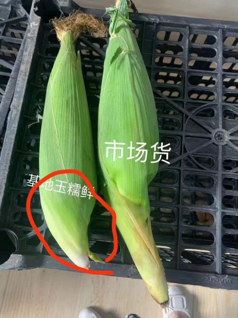 甜糯玉米