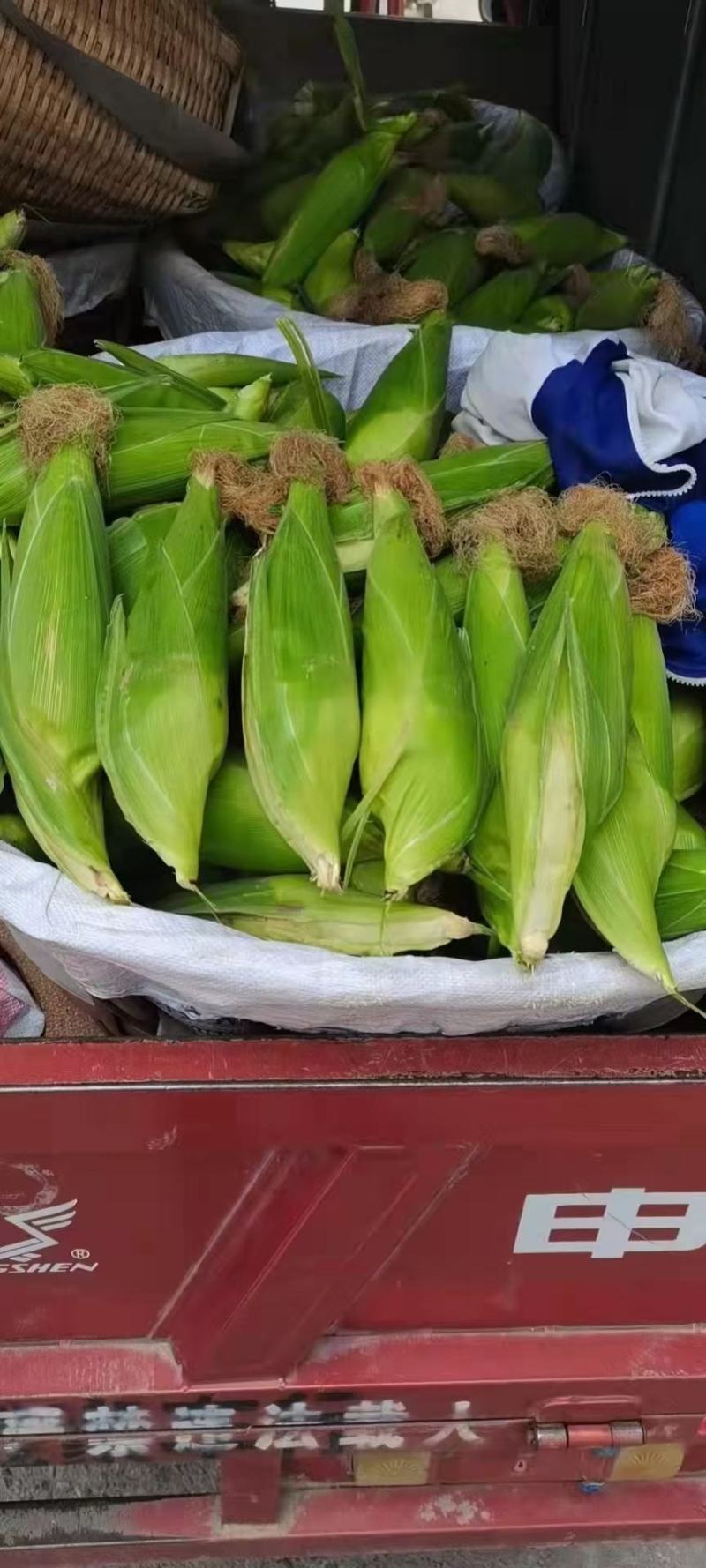 甜糯玉米