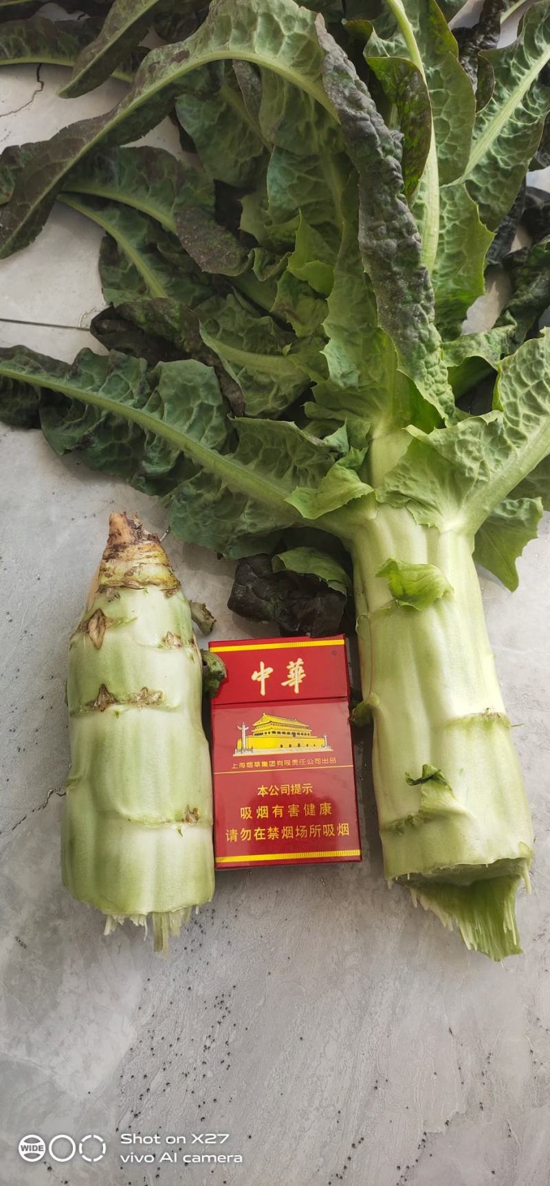 小叶红笋，精品