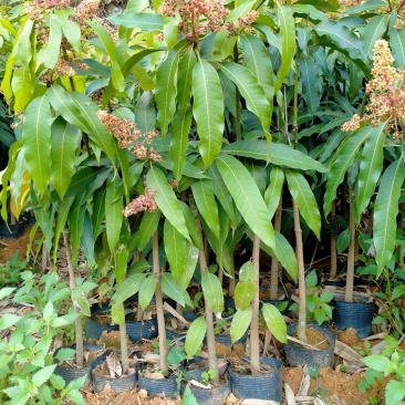 芒果苗1m以下四季芒金煌芒贵妃芒一手货源基地直发欢迎来电
