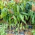芒果苗1m以下四季芒金煌芒贵妃芒一手货源基地直发欢迎来电