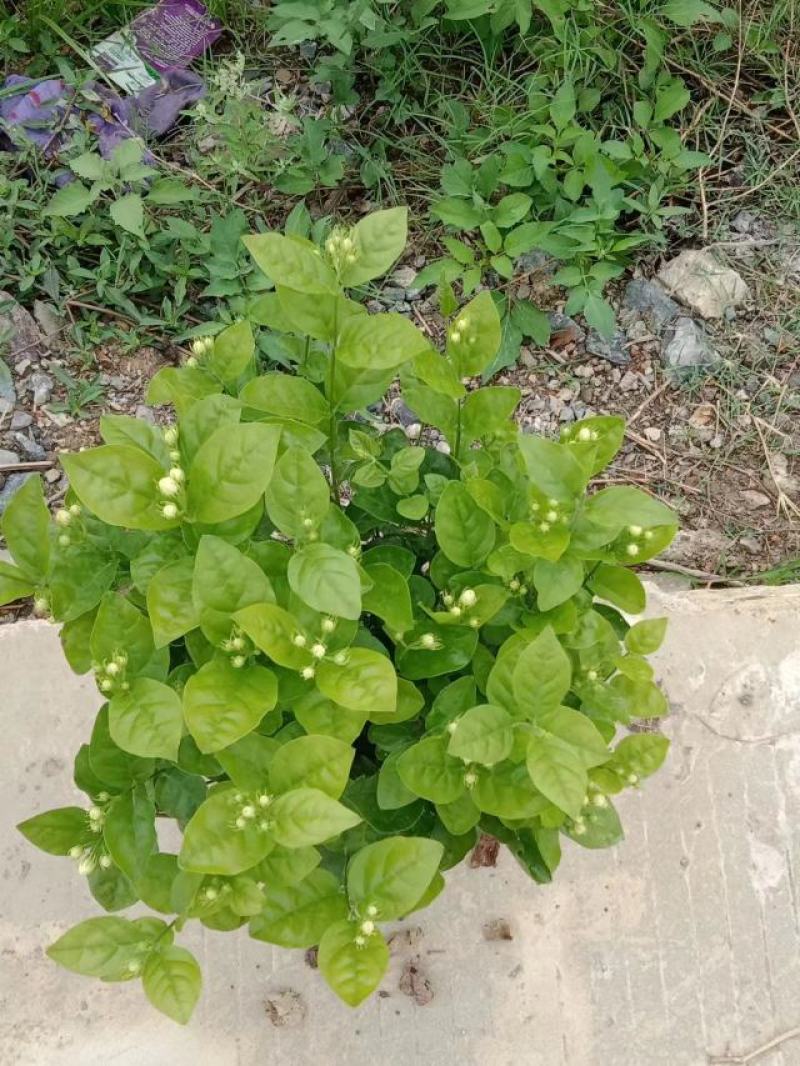 广西南宁横县黎家重瓣茉莉花窝苗盆景花卉盆栽绿植茉莉花