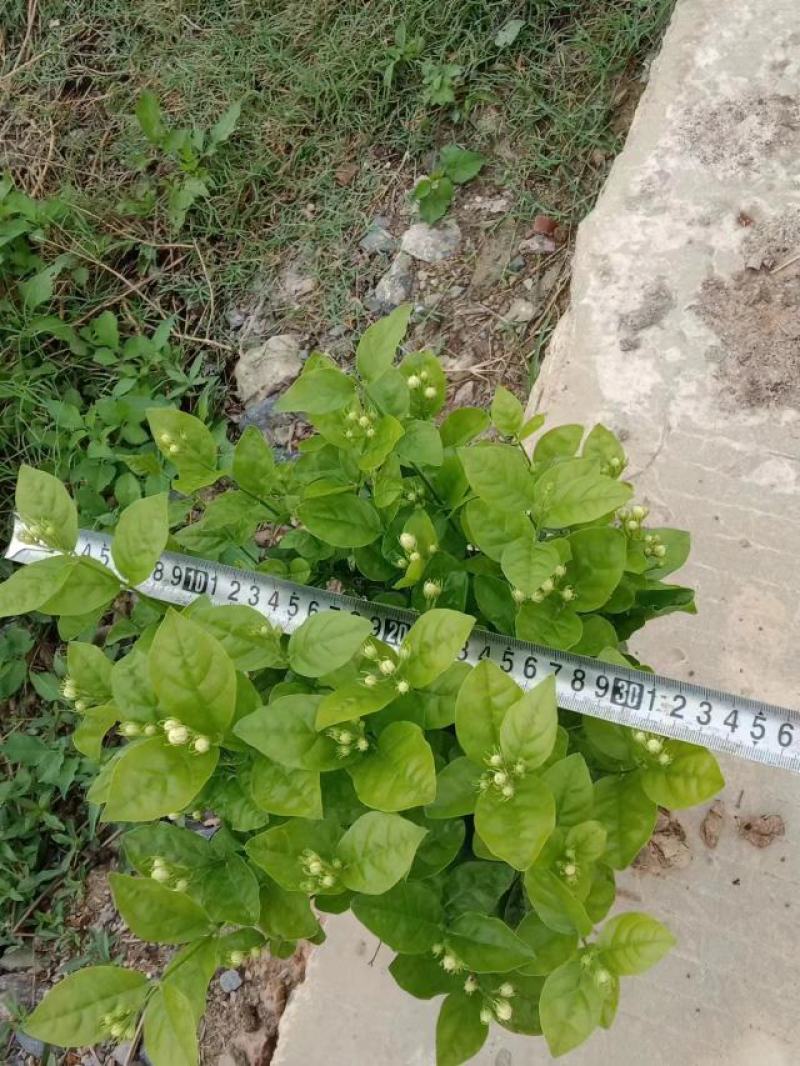广西南宁横县黎家重瓣茉莉花窝苗盆景花卉盆栽绿植茉莉花