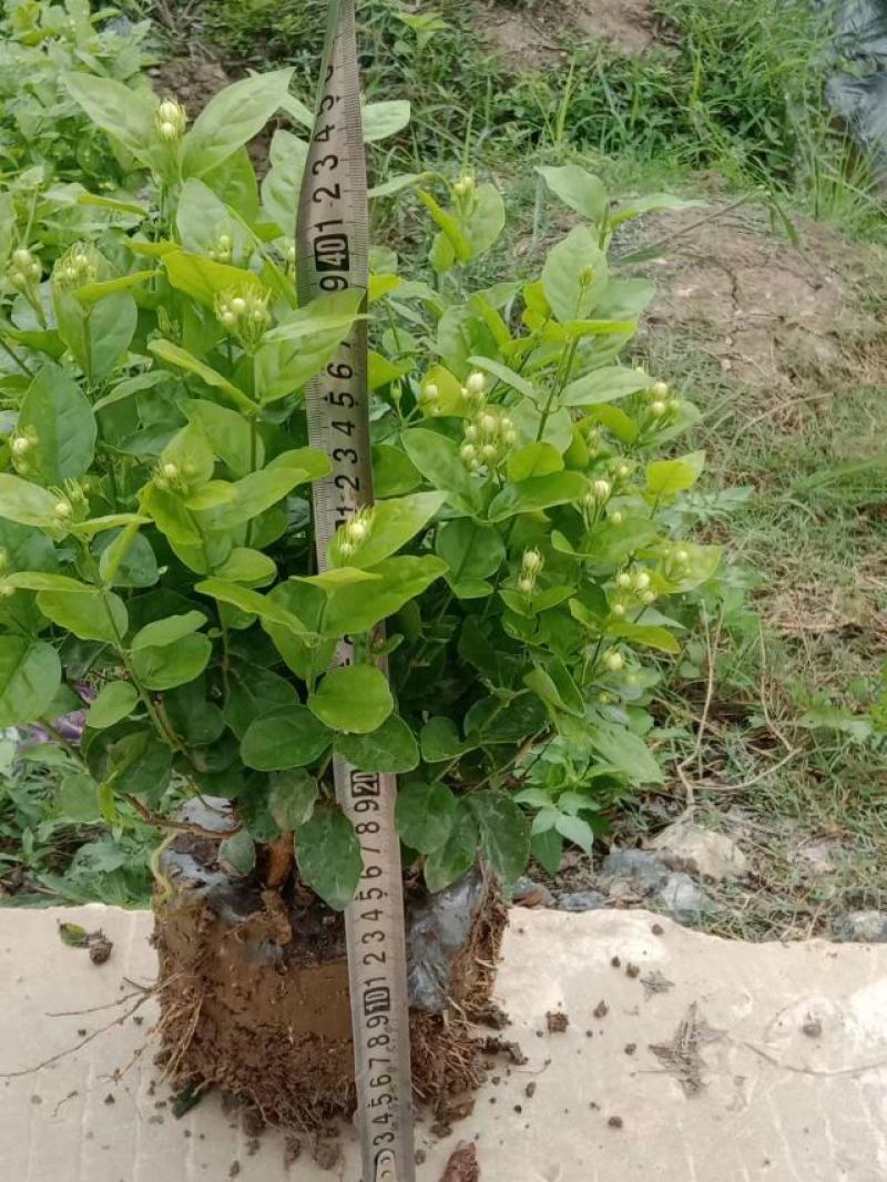 广西南宁横县黎家重瓣茉莉花窝苗盆景花卉盆栽绿植茉莉花