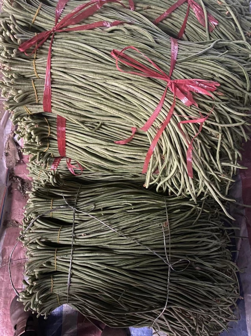 豆角精品长豆角产地现摘现发可视频看货量大从优