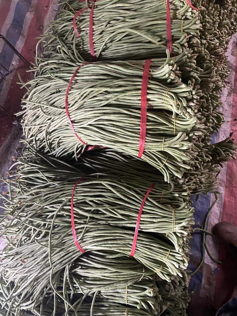 豆角精品长豆角产地现摘现发可视频看货量大从优
