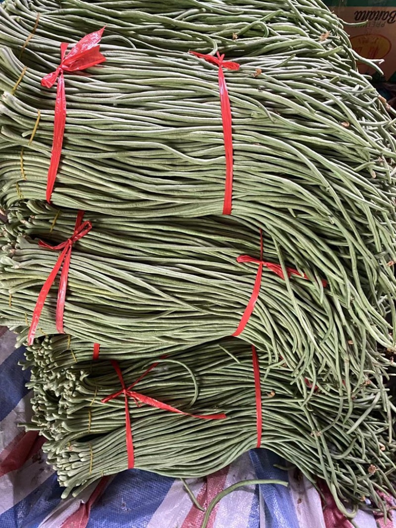 豆角精品长豆角产地现摘现发可视频看货量大从优