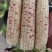 花糯玉米彩糯河南玉米鲜玉米玉米棒品质好，无虫
