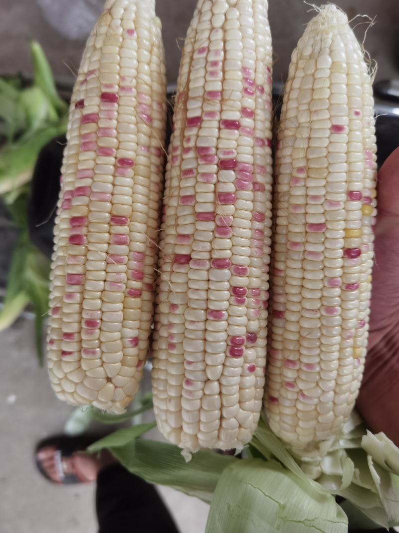 花糯玉米彩糯河南玉米鲜玉米玉米棒品质好，无虫