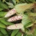 花糯玉米彩糯河南玉米鲜玉米玉米棒品质好，无虫
