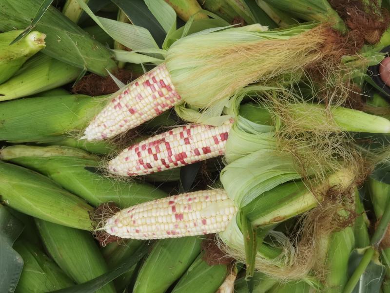 花糯玉米彩糯河南玉米鲜玉米玉米棒品质好，无虫