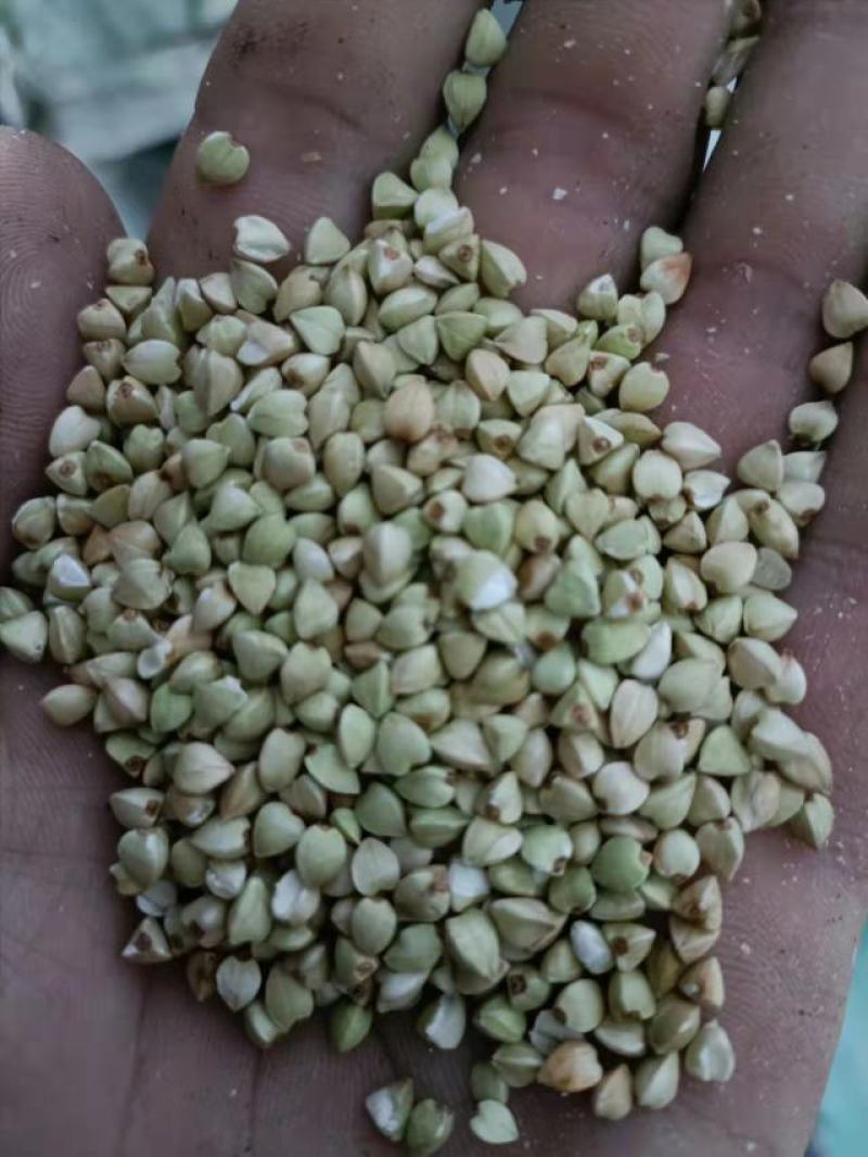 荞麦米厂家直销保证质量