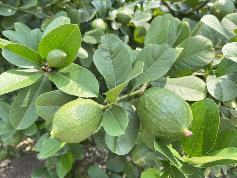 [包邮热卖]广东香水柠檬青柠檬柠檬大量供应
