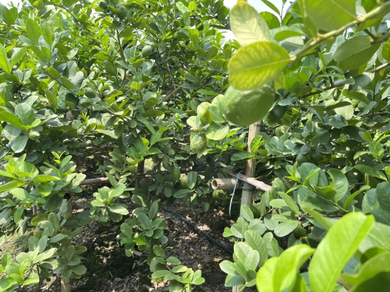 [包邮热卖]广东香水柠檬青柠檬柠檬大量供应