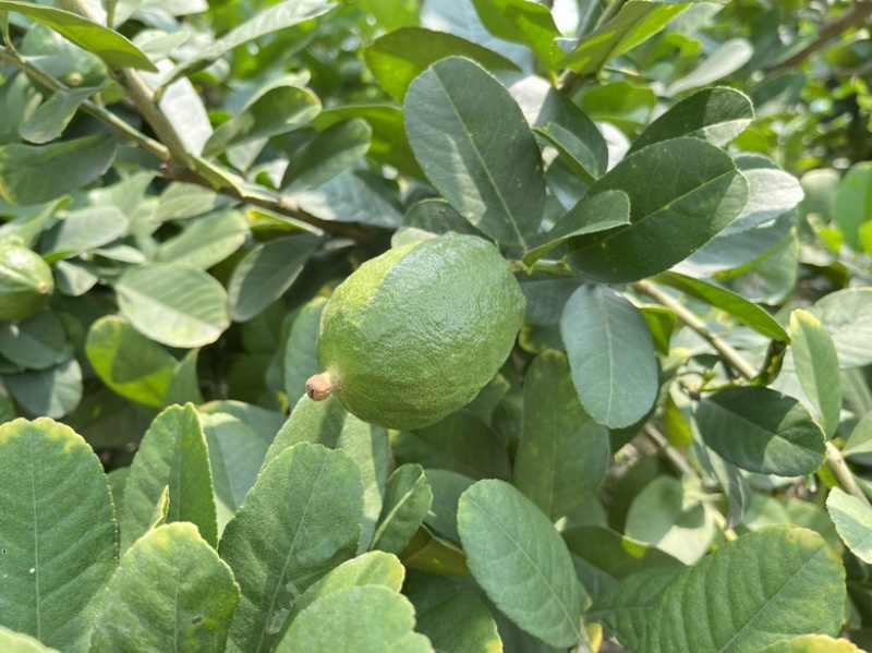 [热卖包邮推荐]广东香水柠檬柠檬青柠檬货源充足