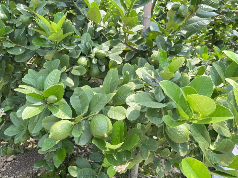 [热卖包邮推荐]广东香水柠檬柠檬青柠檬货源充足
