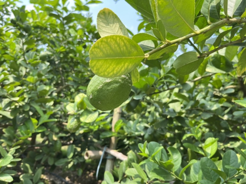 [热卖包邮推荐]广东香水柠檬柠檬青柠檬货源充足