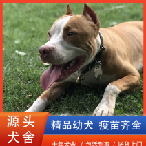 【精品】比特犬纯种活体幼犬幼崽伪凶猛犬恶霸看家伴侣狗狗